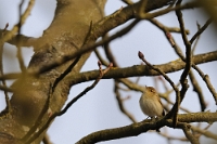 Phylloscopus collybita su ramo (Lui piccolo)